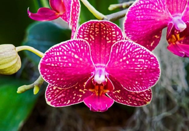 Orchids Most Beautiful Flowers in the United States