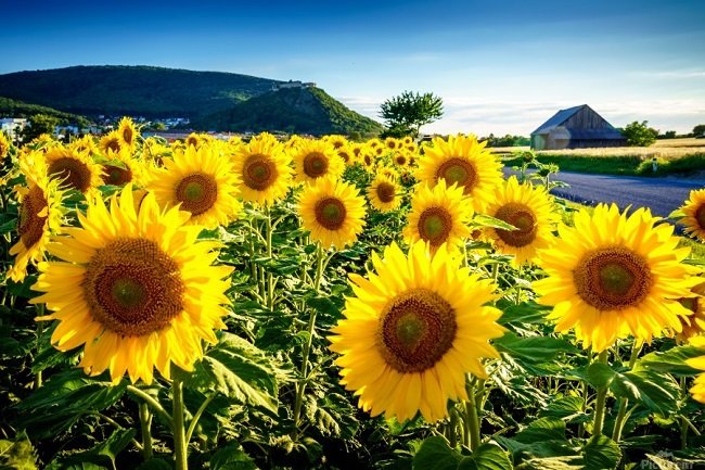 Sunflowers Most Beautiful Flowers in the United States