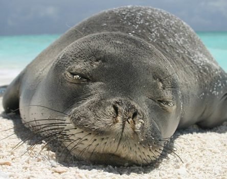 18 Amazing Animals Only Found in the United States - Exploring-USA