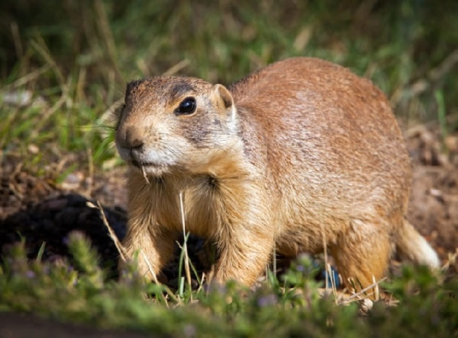 18 Amazing Animals Only Found in the United States – Exploring-USA