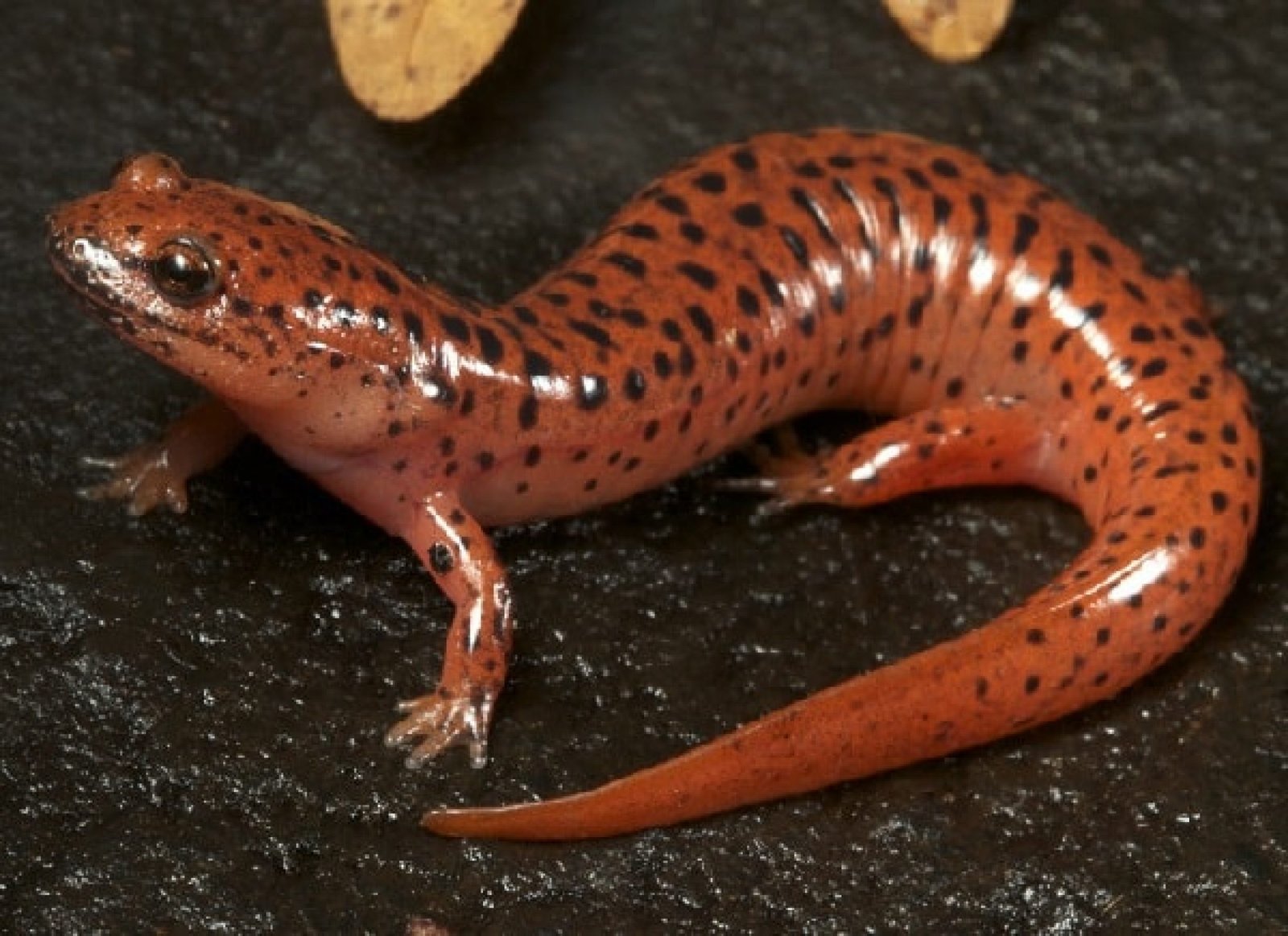 18 Amazing Animals Only Found in the United States - Exploring-USA