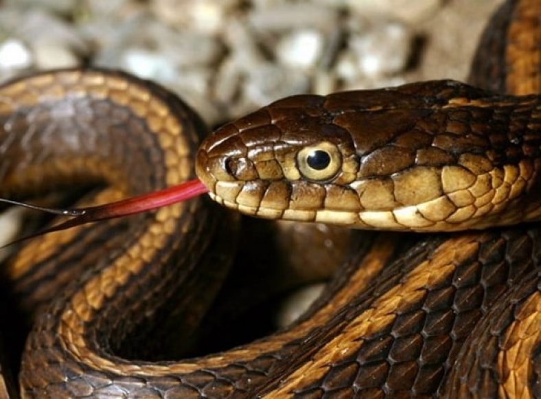 18 Amazing Animals Only Found in the United States - Exploring-USA