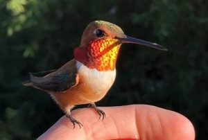 18 Amazing Animals Only Found in the United States - Exploring-USA