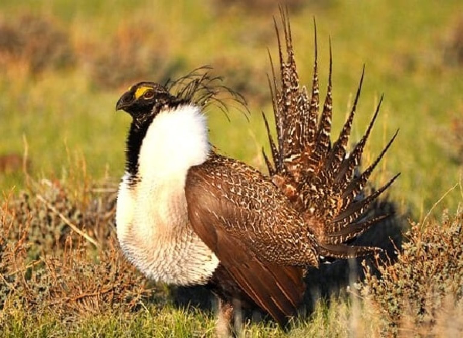 18 Amazing Animals Only Found in the United States - Exploring-USA