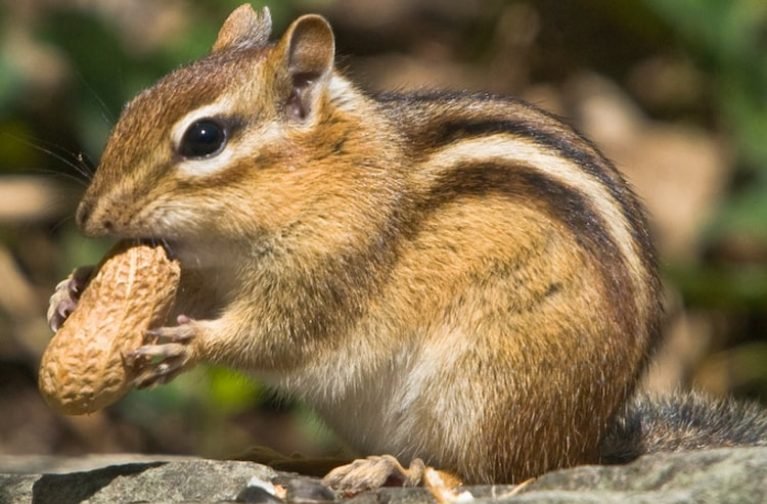 18 Amazing Animals Only Found in the United States - Exploring-USA