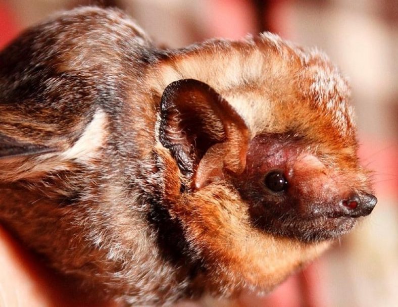 18 Amazing Animals Only Found in the United States - Exploring-USA