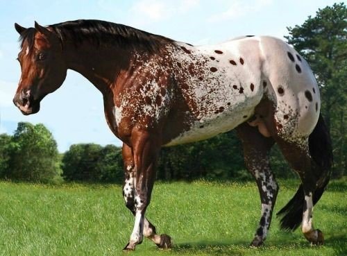 Top 10 Most Beautiful Horse Breeds In the USA