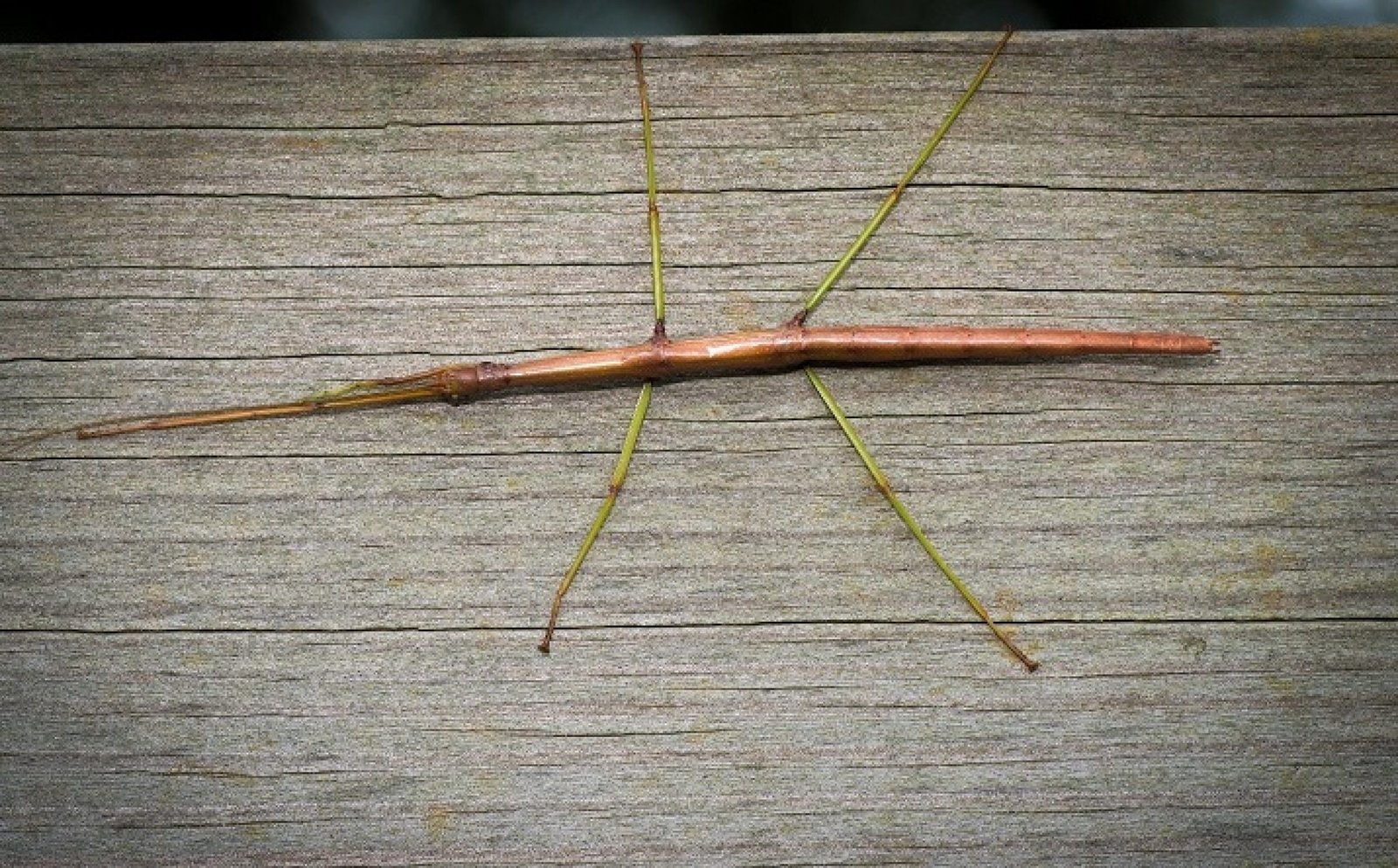 Top 10 Largest Insects in the United States – Exploring-USA