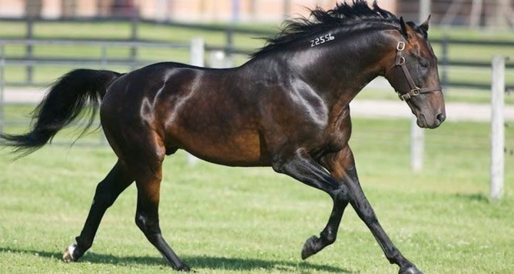 Top 10 Most Beautiful Horse Breeds In The Usa – Exploring-usa