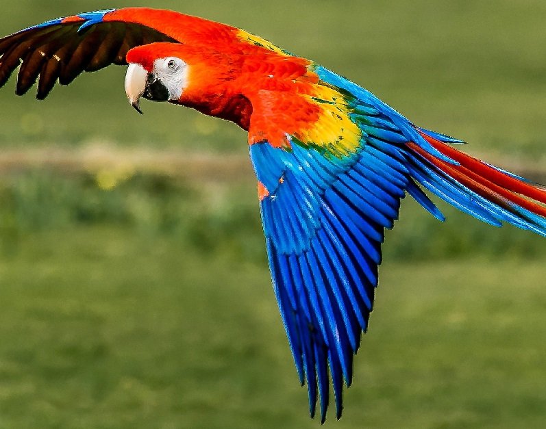 Top 10 Most Beautiful Birds in the United States