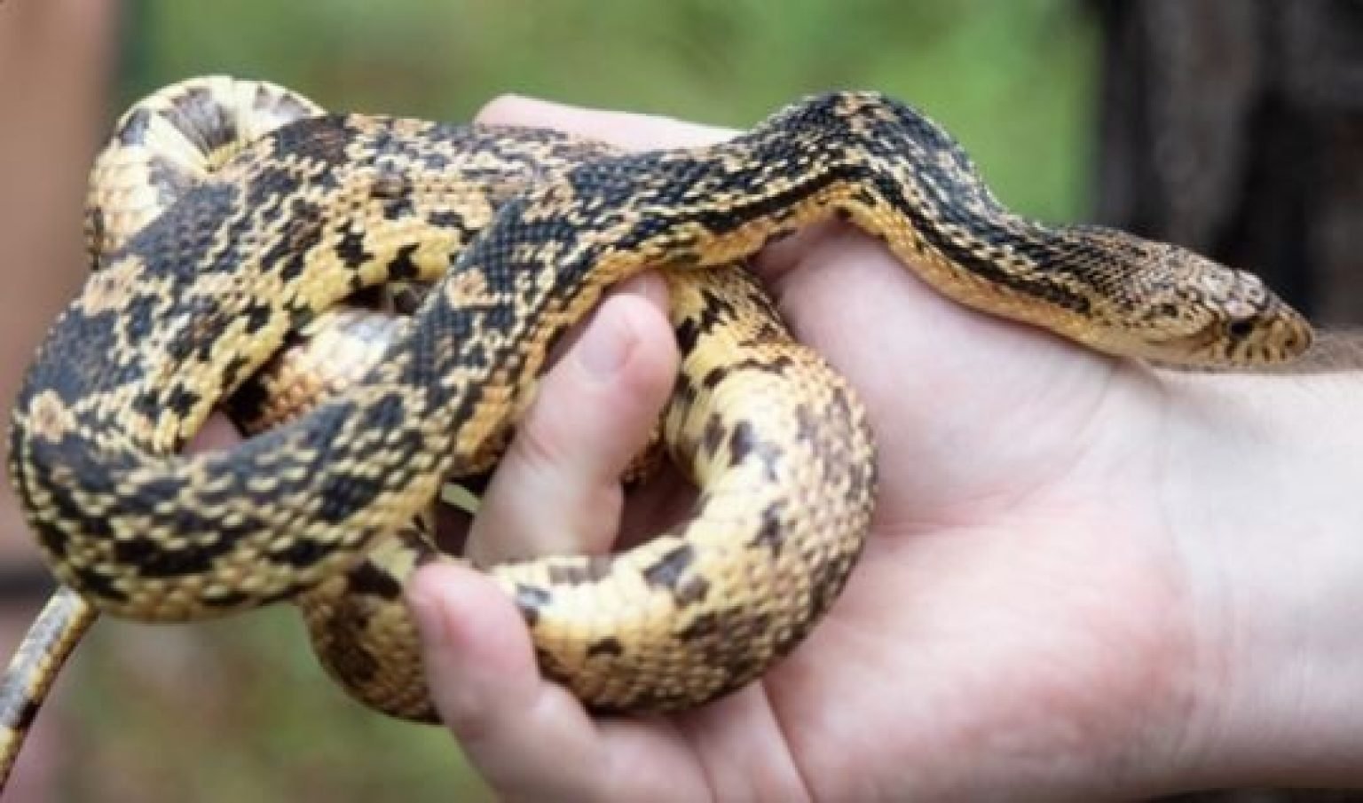 Top 5 Rarest Species of Snakes in the US – Exploring-USA