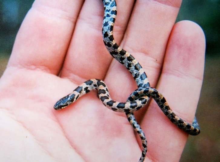 Top 5 Rarest Species of Snakes in the US