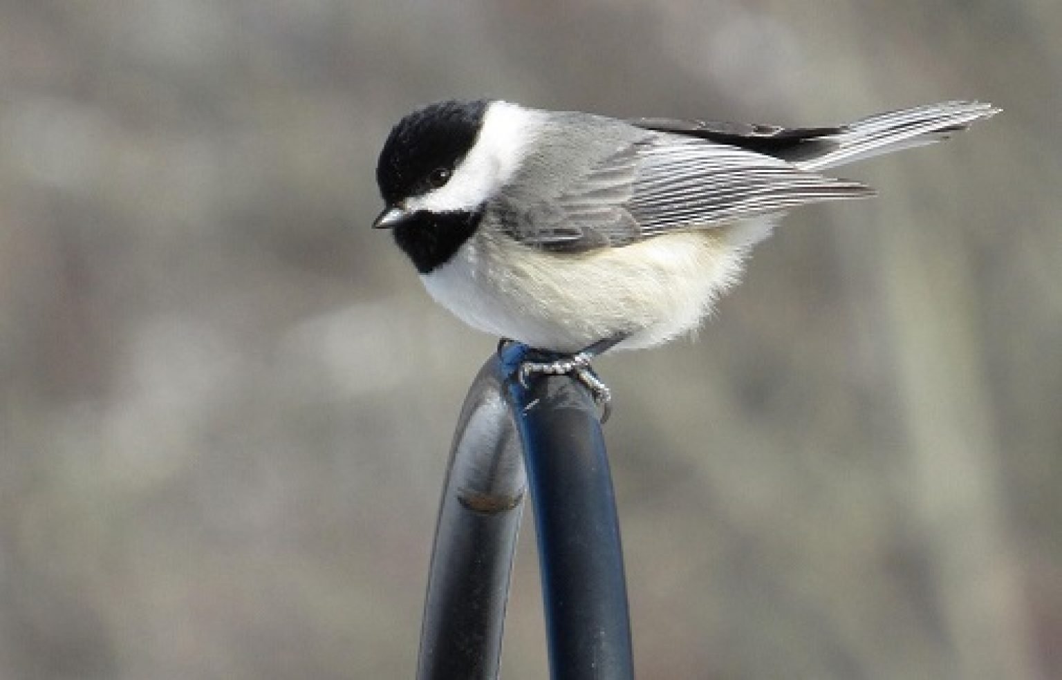 Top 10 Smallest Birds in the USA – Exploring-USA