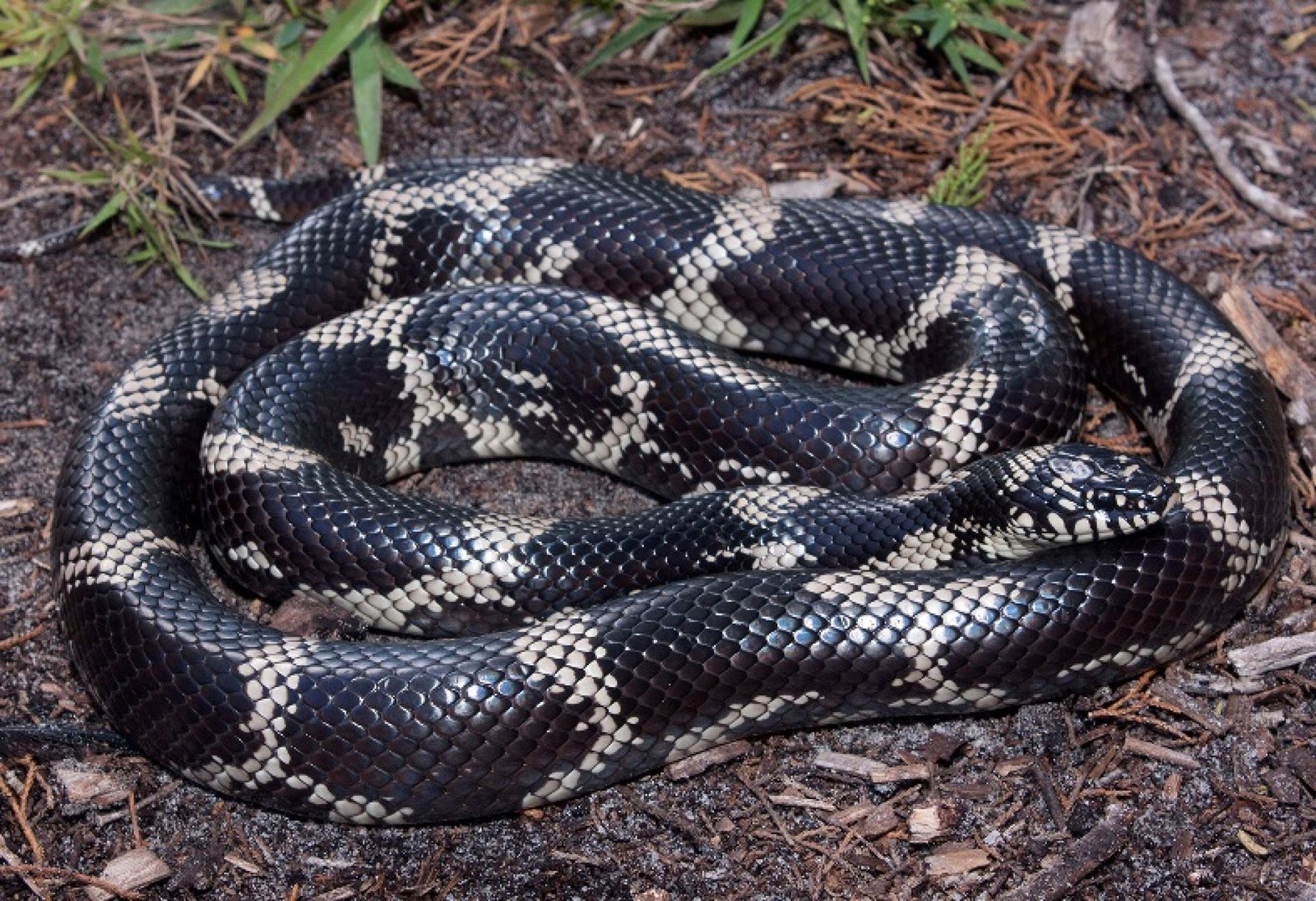 Top 5 Rarest Species of Snakes in the US - Exploring-USA