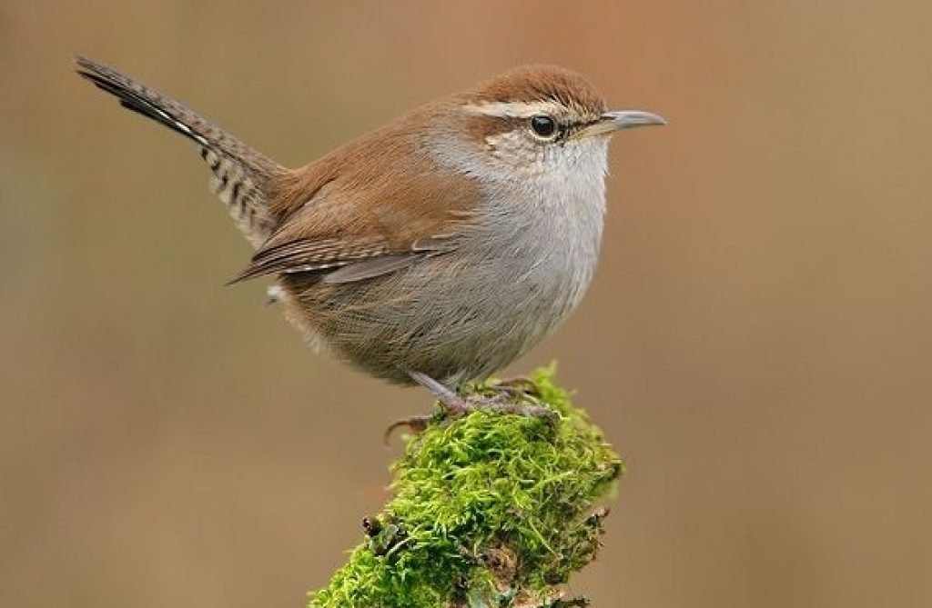 Top 10 Smallest Birds in the USA – Exploring-USA