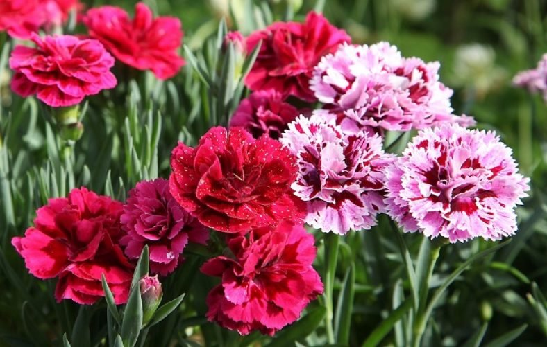 Top 10 Most Beautiful Flowers In The United States Exploring USA