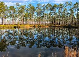 Okefenokee National Wildlife Refuge, Georgia/Florida_img