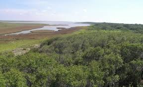 Aransas National Wildlife Refuge, Texas_img